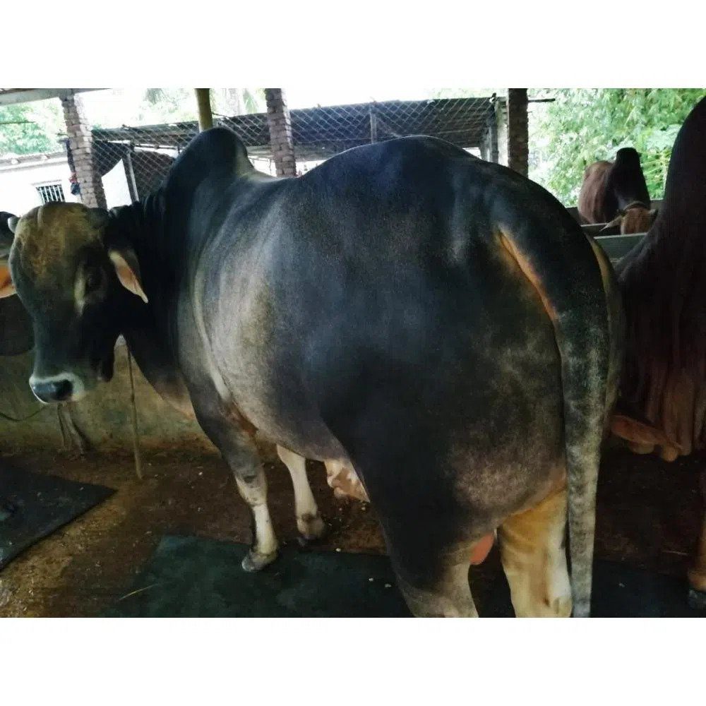 কোরবানির গরু – 025